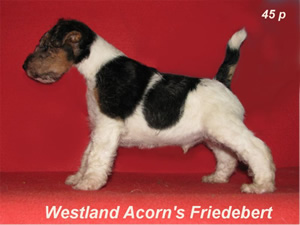Friedebert