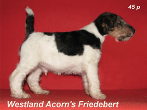 Friedebert