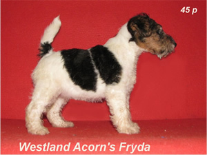 Fryda