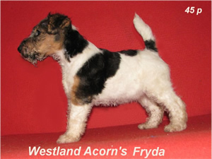 Fryda
