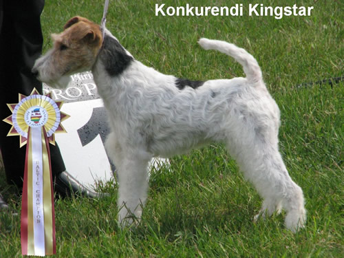 Kingstar