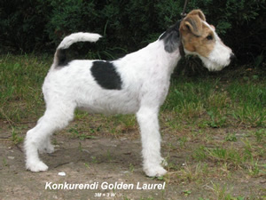 Laurel