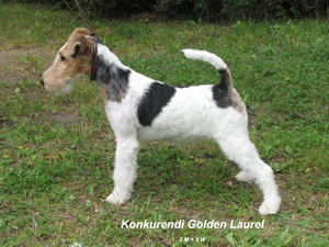 Laurel