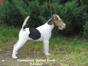 Tooth