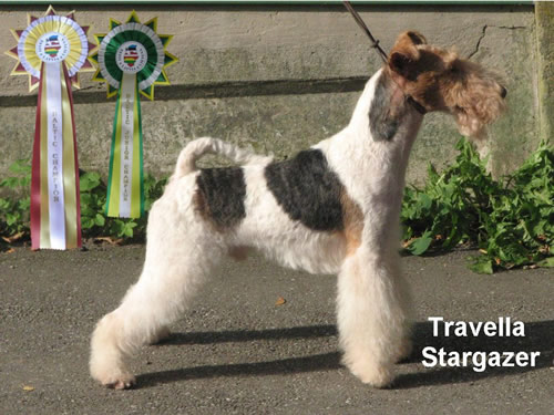 Travella Stargazer