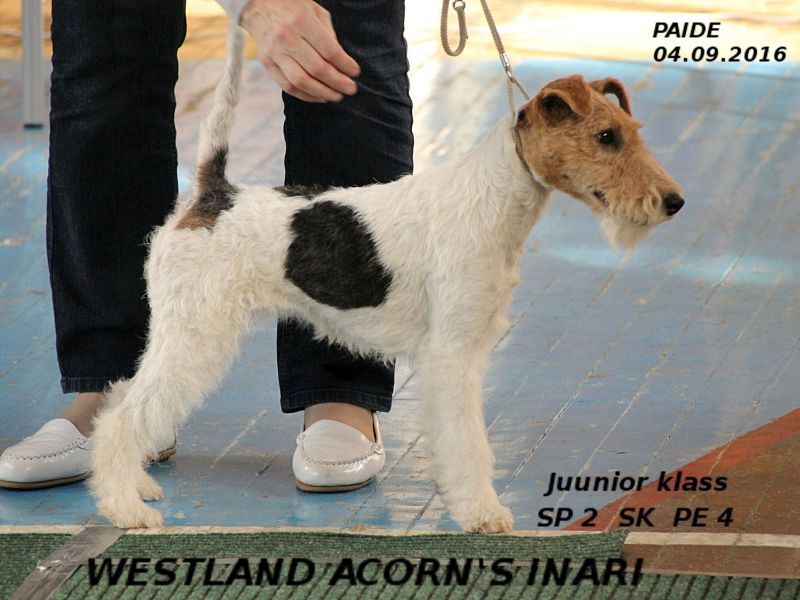 Westland Acorn's Inari