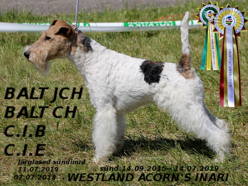 Westland Acorn's Inari