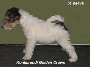 Crown