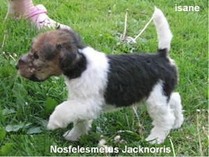 Jacknorris