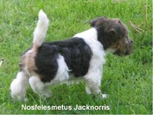 Jacknorris