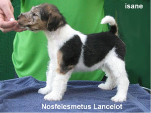 Lancelot