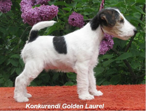 Laurel