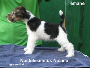 Nolana