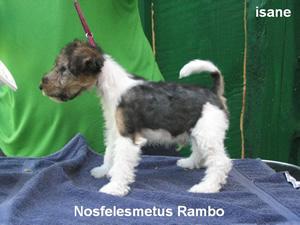 Rambo