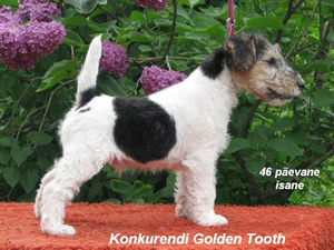 Tooth