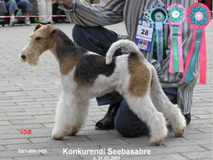 Seebasabre