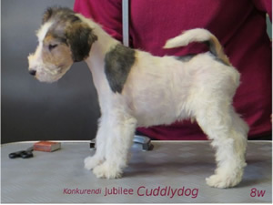 Jubilee Cuddlydog
