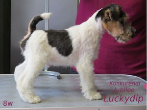 Luckydip