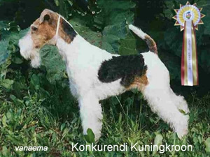 Kuningkroon