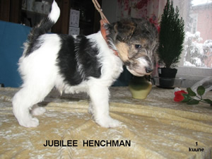 Jubilee Henchman