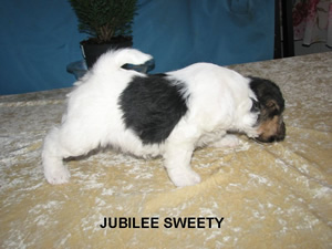 Jubilee Sweety